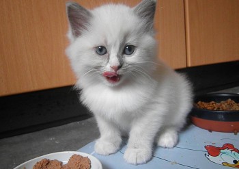 femelle blue mitted 